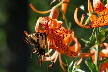 Tiger Swallowtail and Tiger Lily