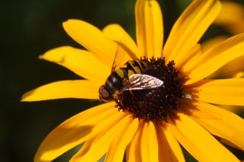 Eristalis transversa (Transverse Flower Fly)