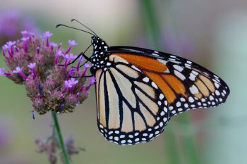 Danaus plexippus (Monarch)