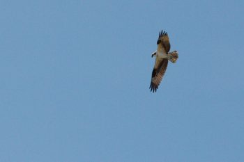 Osprey (Pandion haliaetus)