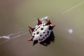 Gasteracantha cancriformis (Spinybacked Orbweaver)