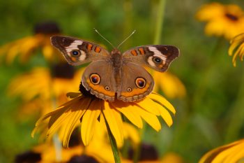 Junonia coenia (Common Buckeye)