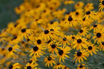 Black-eyed Susans