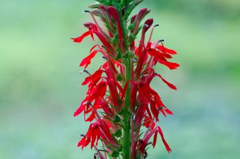 Lobelia cardinalis