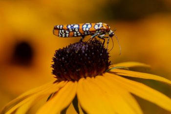 Atteva aurea (Ailanthus Webworm Moth)