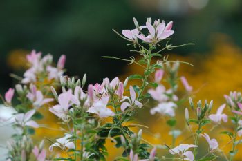 Cleome ‘Senorita Blanca’