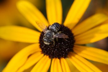 Megachile mendica (Flat-tailed Leaf-cutter Bee)