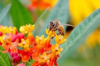 Western Honey Bee (Apis mellifera)