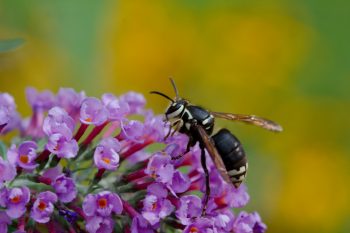 Dolichovespula maculata (Bald-faced Hornet)