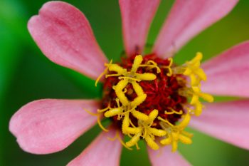 Zinnia