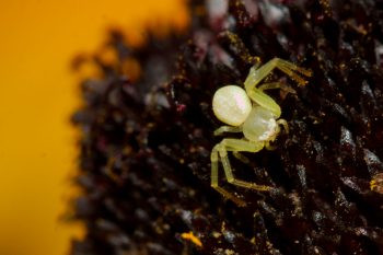 Tiny Crab Spider