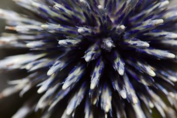 Sea Holly