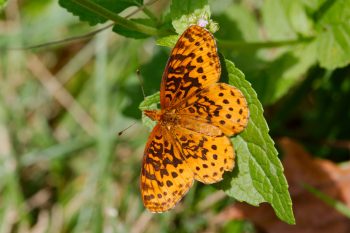 Boloria bellona (Meadow Fritillary)