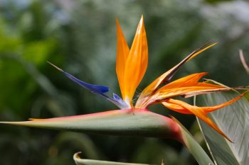 Bird of Paradise Flower