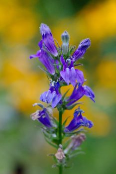 Lobelia siphilitica (Blue Cardinal Flower)