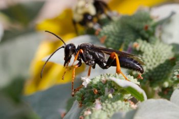Sphex nudus (Katydid Wasp)