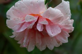 Rose 'Perle d’Or' In The Rain