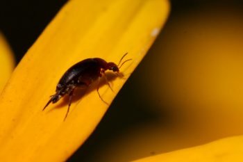Tumbling Flower Beetle