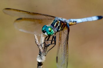 Pachydiplax longipennis (Blue Dasher)