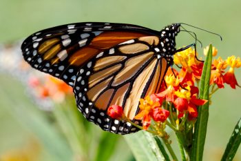 Danaus plexippus (Monarch)