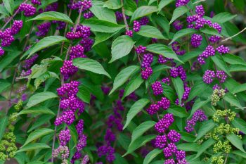 Callicarpa americana (Beautyberry)