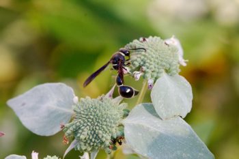 Eumenes fraternus (Potter Wasp)