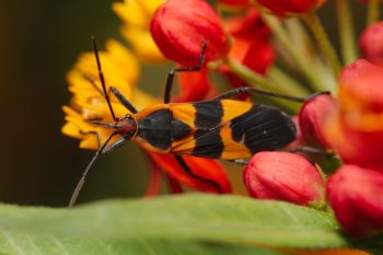 Oncopeltus fasciatus (Large Milkweed Bug)