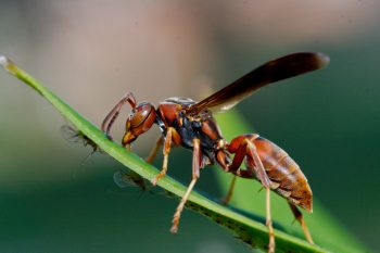 Paper Wasp