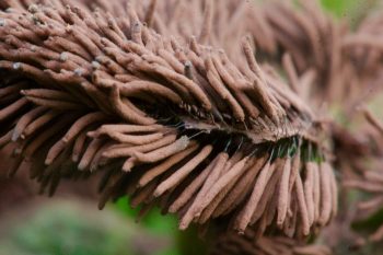 Stemonitis splendens (Chocolate Tube Slime Mold)