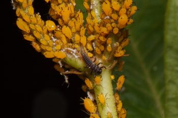Oleander Aphids (Aphis nerii) and Lady Beetle Larva