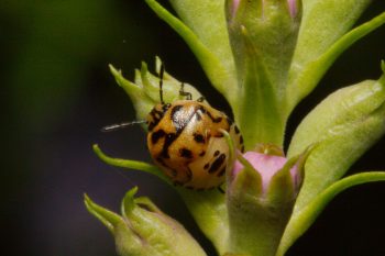 Cosmopepla lintneriana (Twice-stabbed Stink Bug)