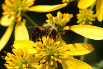 Bombus impatiens (Common Eastern Bumble Bee)