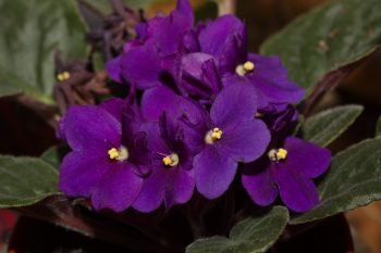 African Violets