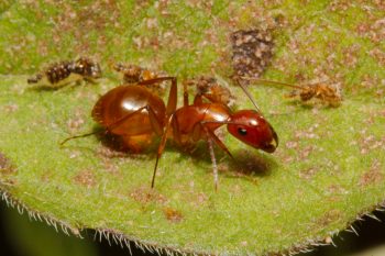 Carpenter Ant (<em>Camponotus castaneus</em>)