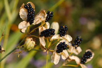 Blackberry Lily (Iris domestica)