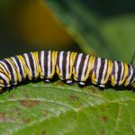 Danaus plexippus (Monarch) Caterpillar