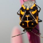 Murgantia histrionica (Harlequin Bug)