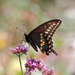 Papilio polyxenes asterius (Black Swallowtail)