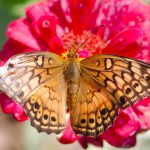 Euptoieta claudia (Variegated Fritillary)