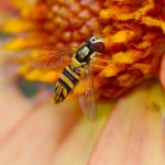 Allograpta obliqua (Common Oblique Syrphid)