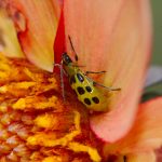 Diabrotica undecimpunctata (Spotted Cucumber Beetle)