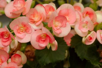 Winter-flowering Begonia