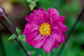 Japanese Anemone