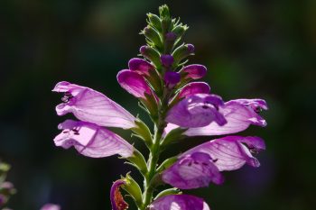 Physostegia virginiana (Obedient Plant)