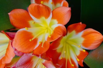 Clivia miniata (Natal Lily)