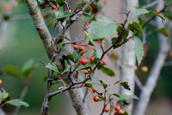 Crataegus viridis ‘Winter King’