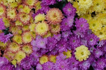 Chrysanthemum Mix