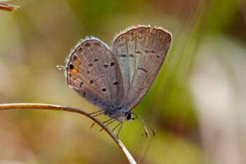 Cupido comyntas (Eastern Tailed-Blue)