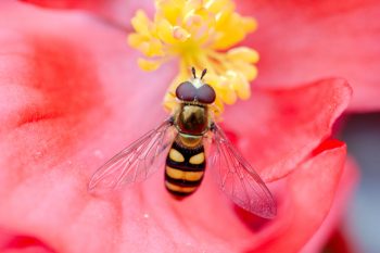 Eupeodes americanus (American Hover Fly)