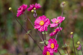 Anemone hupehensis var. japonica 'Pamina'